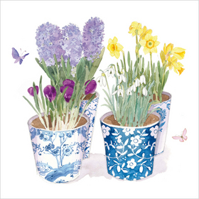 Crocuses in pots