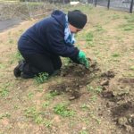 Weeding ready for the new lawn