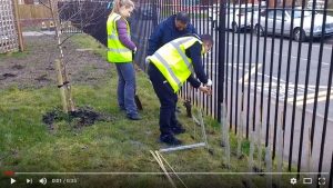 Hedge-planting starts on Rotary Peace Garden